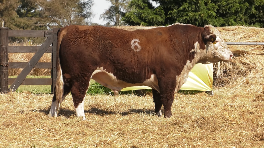 Lote TOROS P. HEREFORD PURO REGISTRADO
