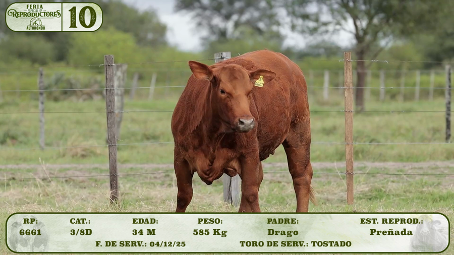 Lote LOTE 10