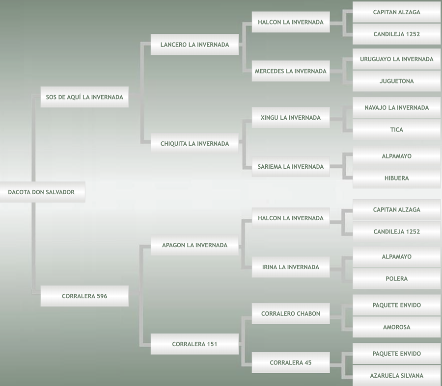 Lote Dacota Don Salvador