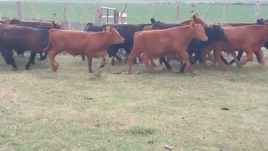 Lote 70 Terneros en Santa Elena, Entre Ríos