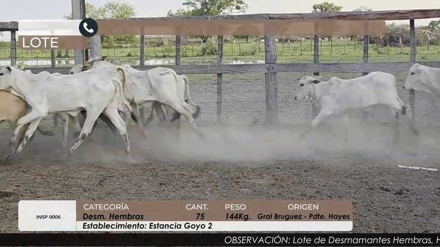 Lote DESM HEMBRAS CBO 5