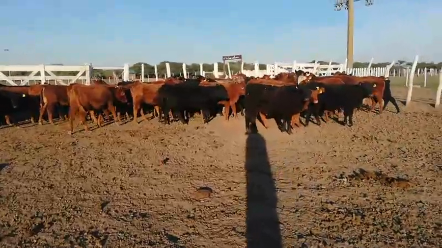 Lote 70 Terneros/as en Federal, Entre Ríos