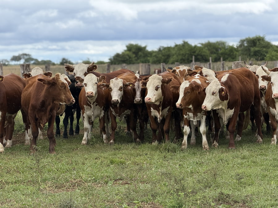 Lote 120 Novillos en Corrientes, Mburucuyá