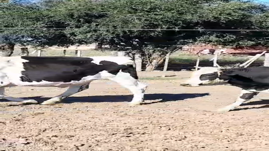 Lote 20 Novillitos Holando Argentino en Altos de Chipión, Córdoba