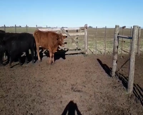 Lote 65 Terneros en Gral. Lamadrid, Buenos Aires