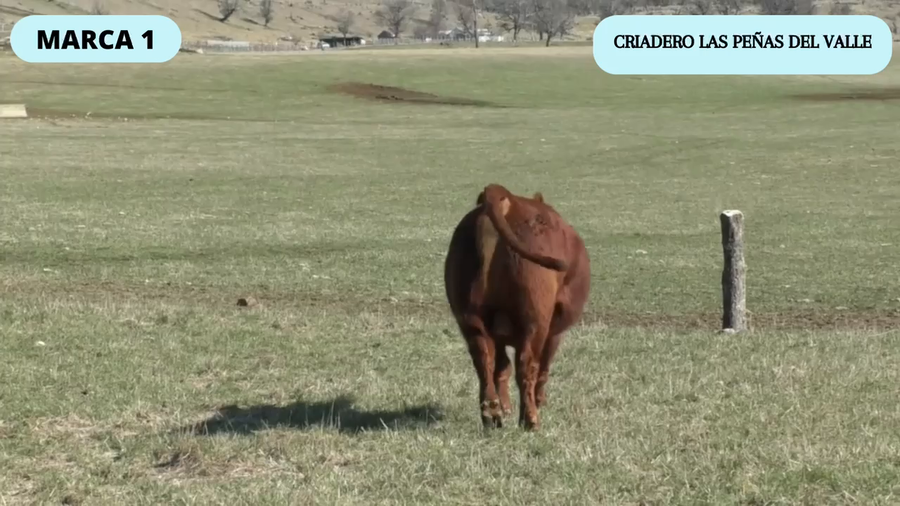 Lote 1 Toro en Coyhaique, XI Región Aysén