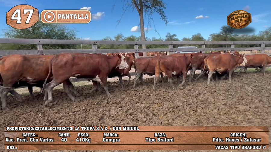 Lote LOTE 47 - POR PANTALLA