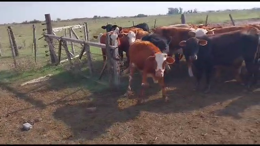 Lote 25 Terneros/as en Santa Fe, Palacios