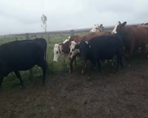 Lote 39 Vacas de invernar en Concordia, Entre Ríos