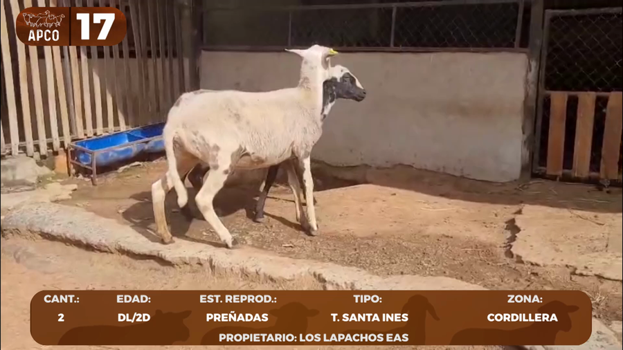 Lote LOTE 17 -POR PANTALLA