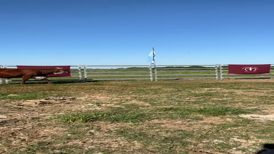 Lote 38 Vacas Vacías y en servicio en Corrientes, Bella Vista