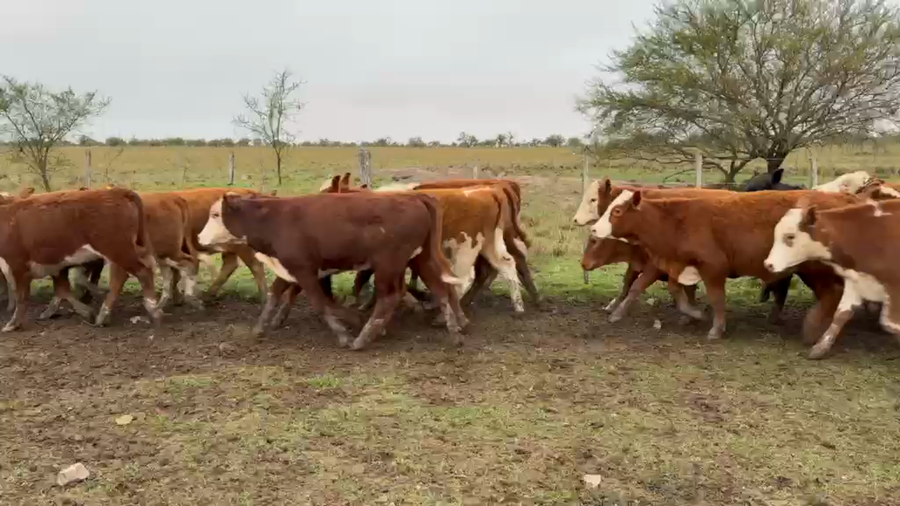 Lote 70 Terneras