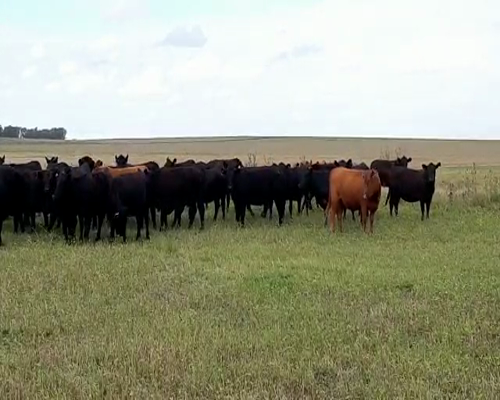 Lote 90 VAQUILLONAS PREÑADAS CON 18 MESES, TRES ARROYOS