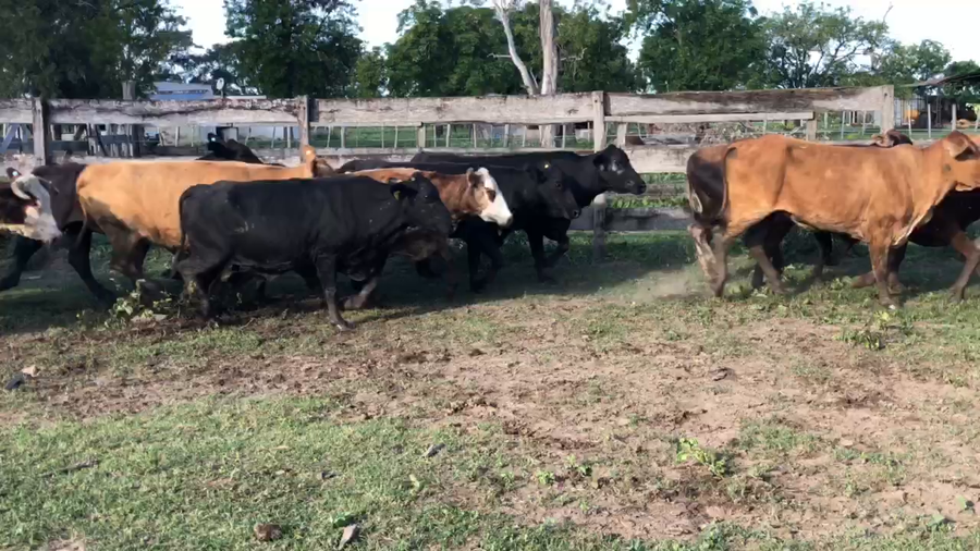 Lote 55 Vacas usadas preñadas en Gran Guardia, Formosa