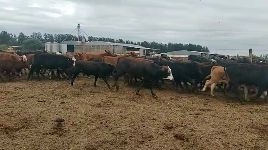 Lote 185 Terneras en Capital, Santiago del Estero