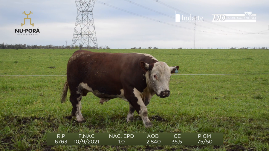 Lote Toros a remate en Remate anual Ñu Porá 2023, Paysandú