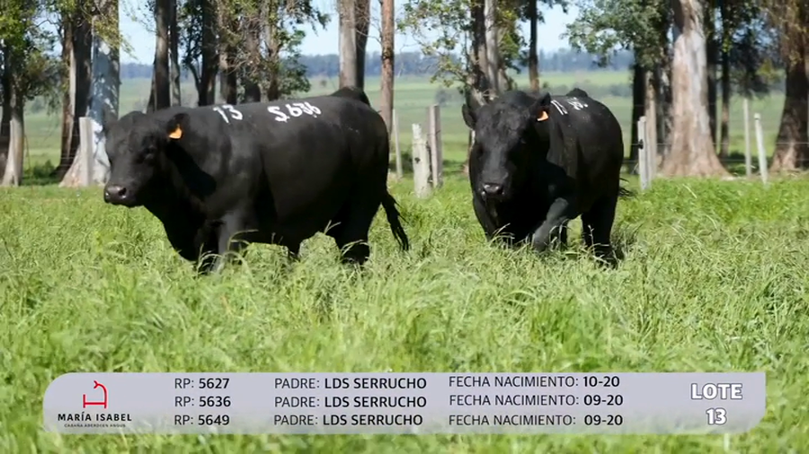 Lote 3 Toros SA a remate en Maria Isabel - Otto Fernandez, Artigas