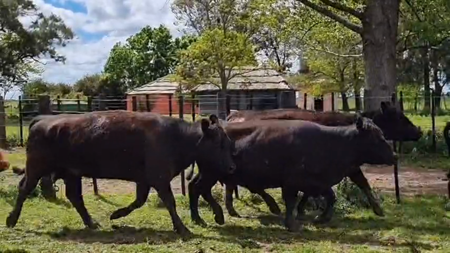 Lote 31 Vacas p/ invernar