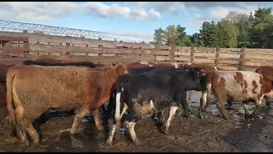 Lote 20 Vaquilla Gorda en Los Ángeles, VIII Región Biobío