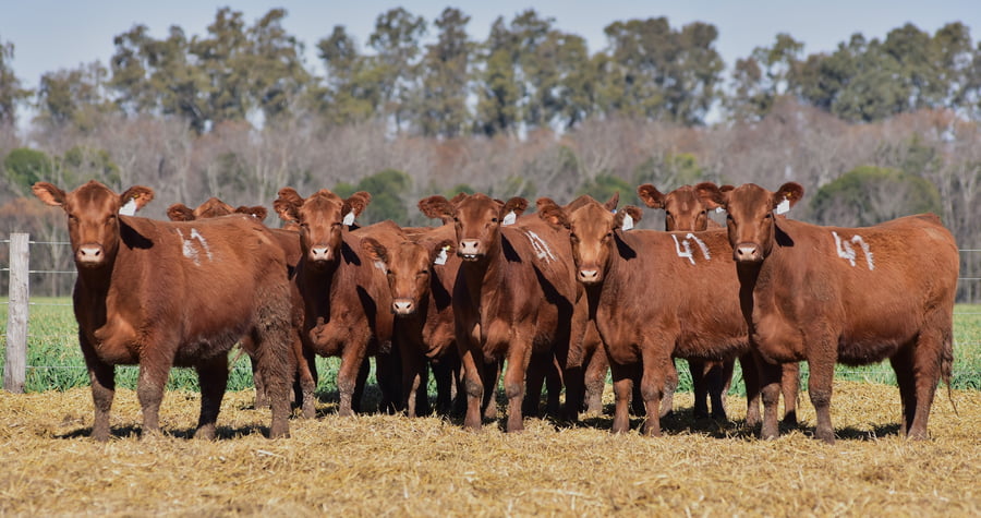 Lote VAQUILLONAS ANGUS PC OTOÑO