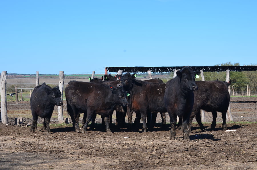 Lote VAQUILLONAS GENERALES PARA SERVICIO DE SERVIS S.A.