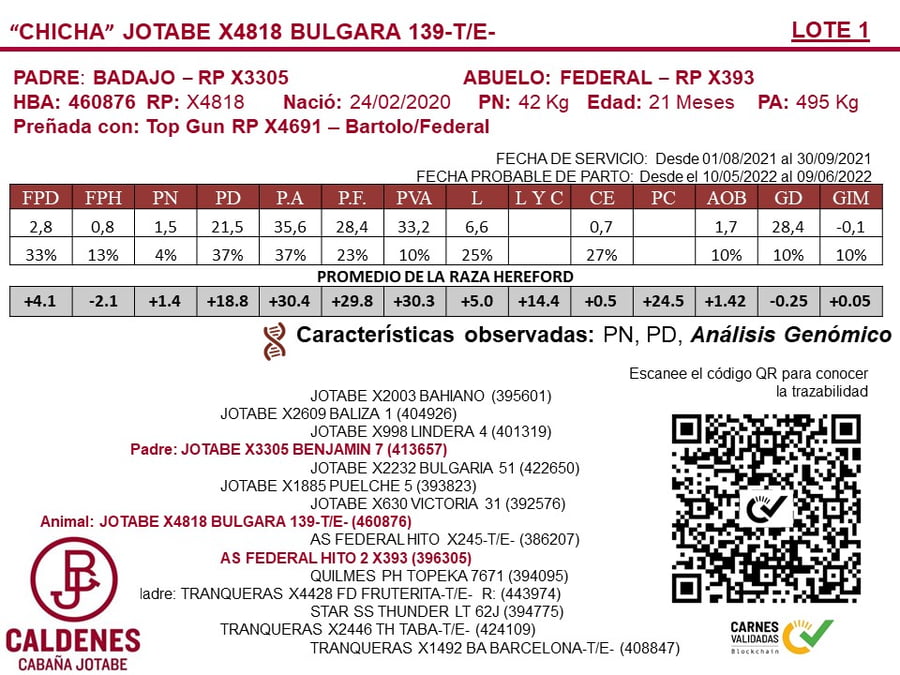 Lote VAQUILLONAS PREÑADAS PURAS DE PEDIGREE POLLED HEREFORD