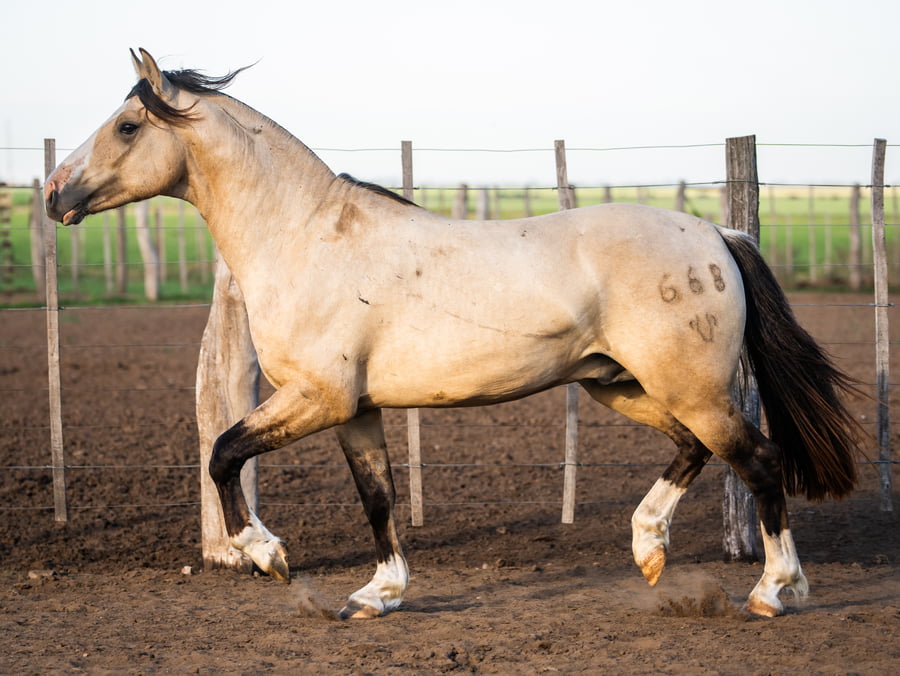 Lote Del Goyaz Virulento