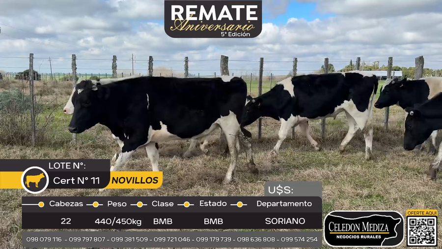 Lote 22 Novillos en Cardona, Soriano