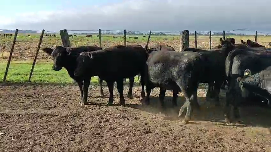 Lote 16 Vaquillonas C/ gtia de preñez en Gral. Belgrano, Buenos Aires