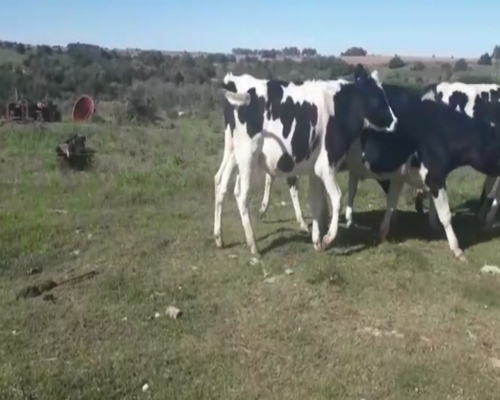 Lote Novillos