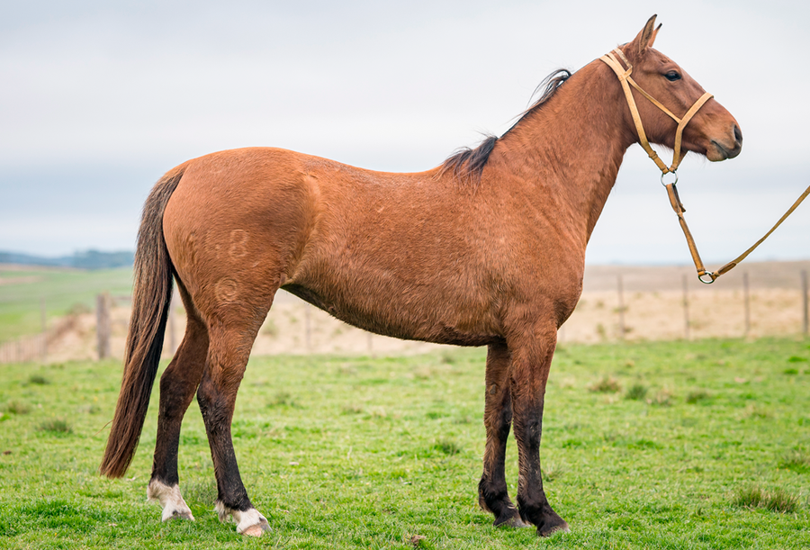 Lote GRAMILLA GILOCA