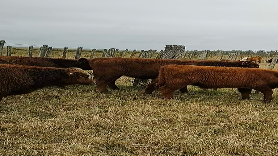 Lote 10 Terneros en Tupambaé, Cerro Largo