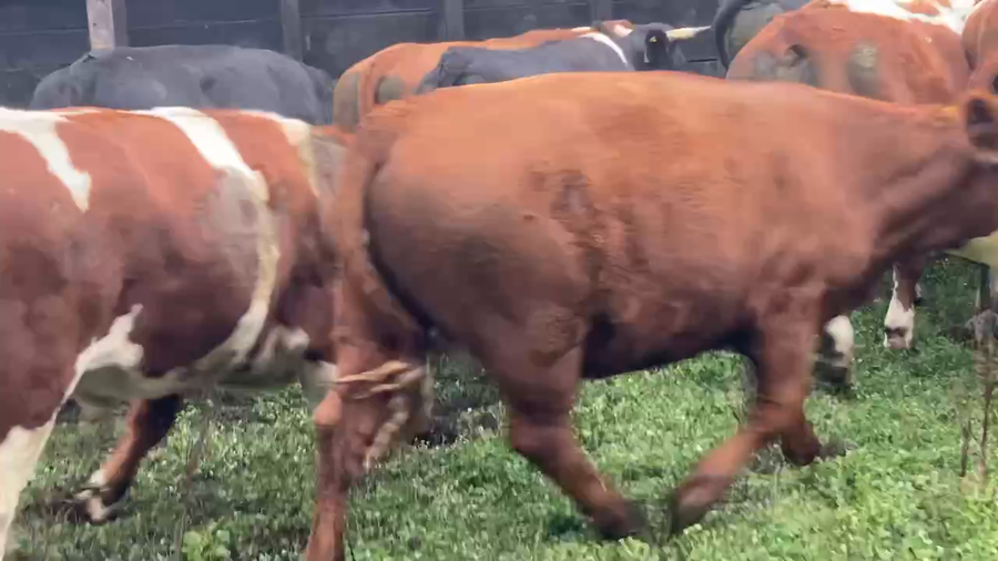 Lote 20 Novillo Engorda en Río Bueno, XIV Región Los Ríos