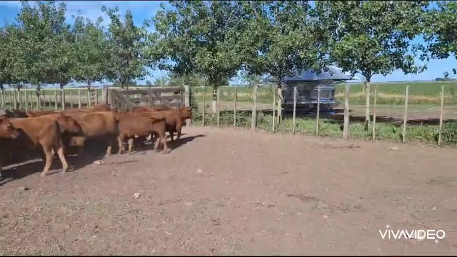 Lote 19 Terneros en Gral. Paz, Buenos Aires