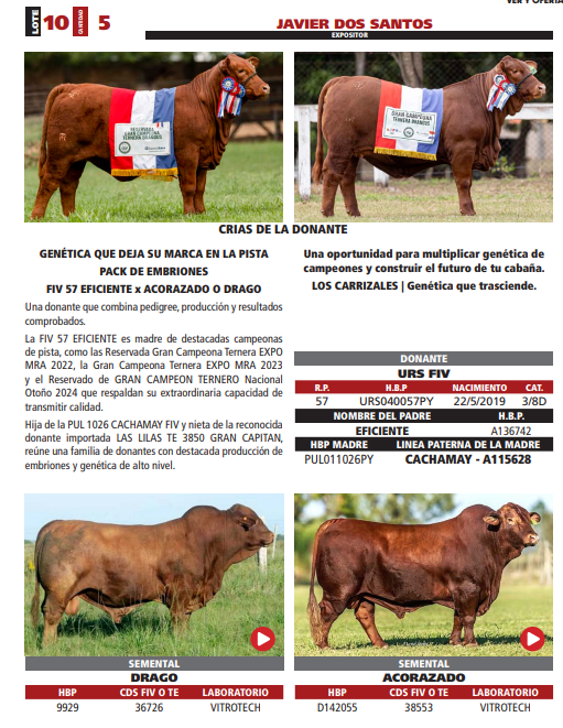 Lote LOTE 10
