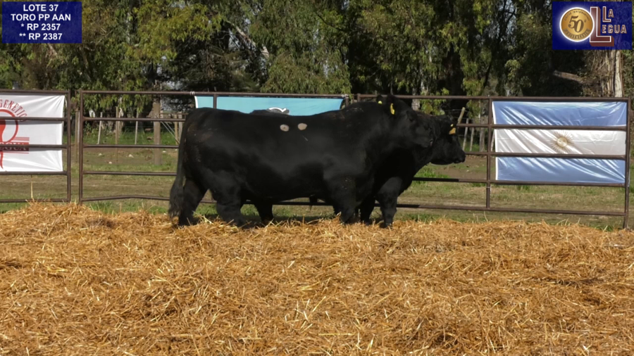 Lote TOROS ANGUS PP
