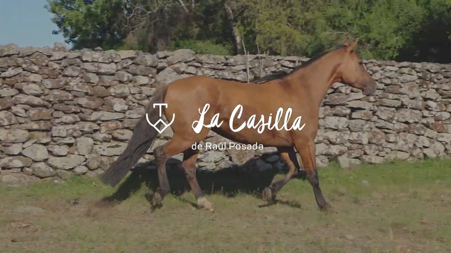 Lote BRAVITA 680 DE LA CASILLA