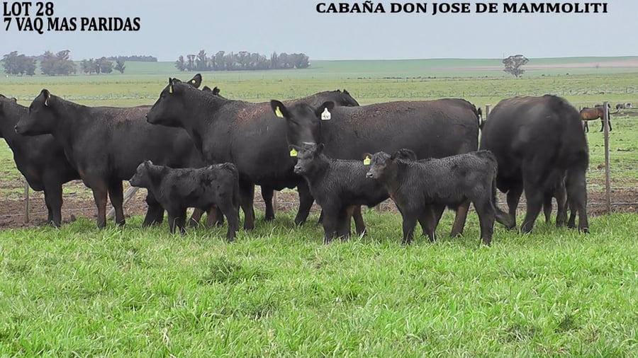 Lote VAQUILLONAS CON CRIA