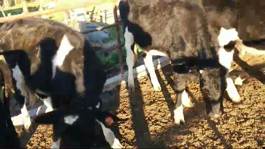 Lote 6 Terneras Holando a remate en Pantalla Camy  en Cerro San Jose