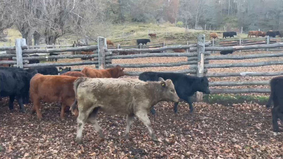 Lote 65 Ternera en Coyhaique, XI Región Aysén