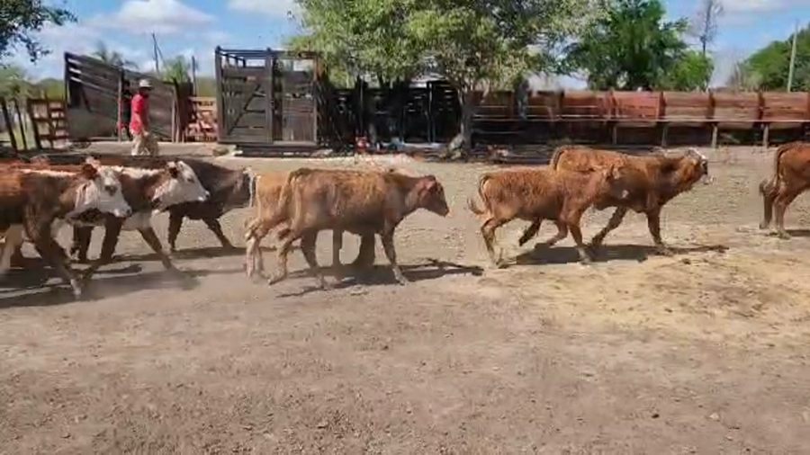 Lote 60 Terneros/as en Herlitzka, Corrientes