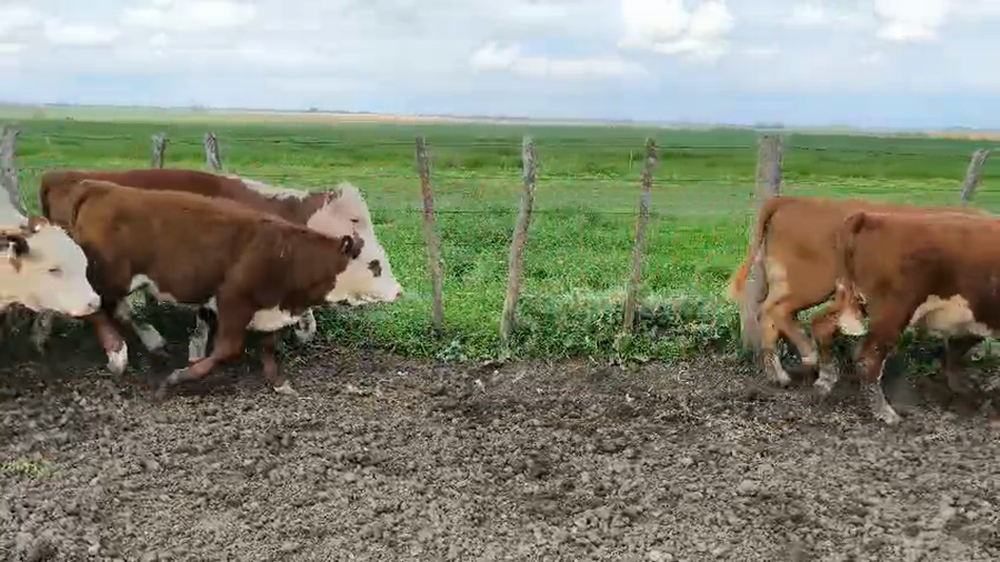 Lote 17 Terneras en Entre Ríos, Gualeguay