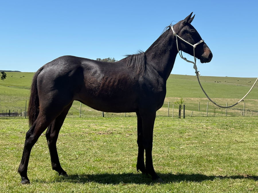 Lote LC JEFECITO 421