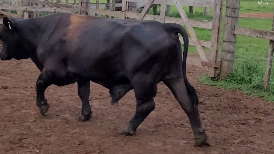 Lote Toros T. Brangus  Negro a remate en Remate de Reproductores, Asunción