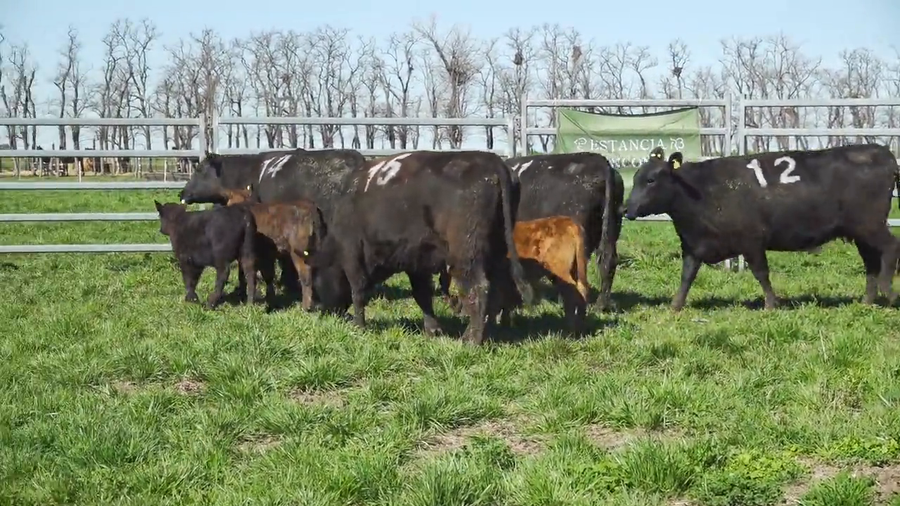 Lote Vacas con Cria ANGUS