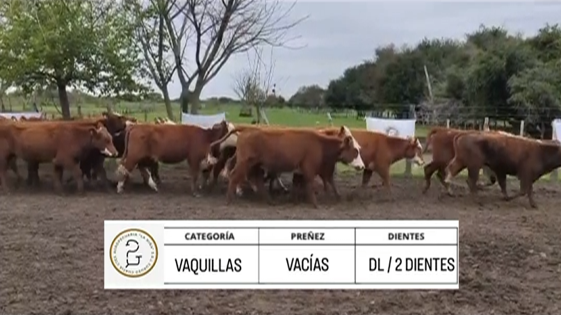 Lote VAQUILLAS PARA SERVICIO BRAFORD "LA NIÑA"