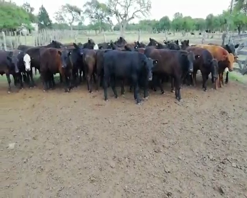 Lote 30 Novillitos en Villaguay, Entre Ríos