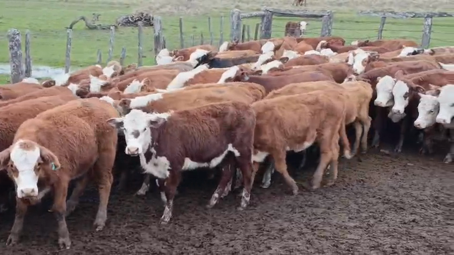 Lote 60 Terneros/as