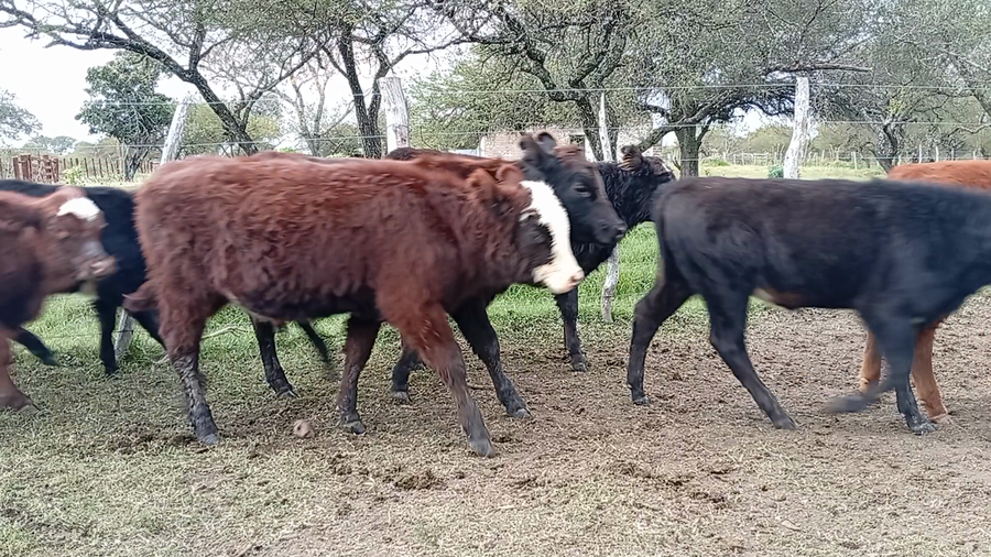 Lote 20 Terneros/as
