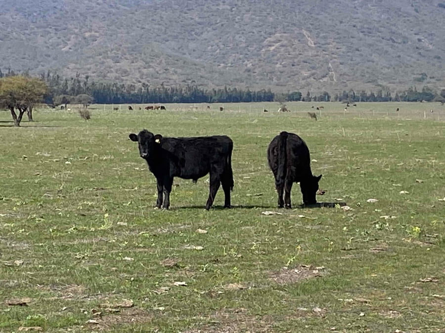 Lote 53 Novillo Engorda en V  Región Valparaíso, Cartagena